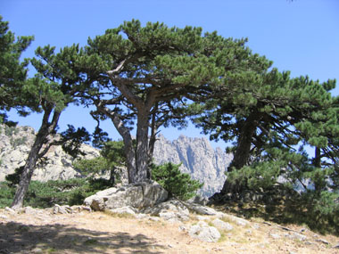 Pin Laricio De Corse, Pinus Nigra Subsp. Laricio Var Corsicana ...